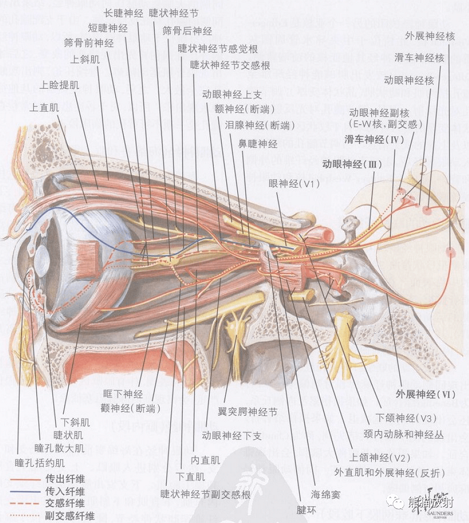 视交叉解剖位置图片