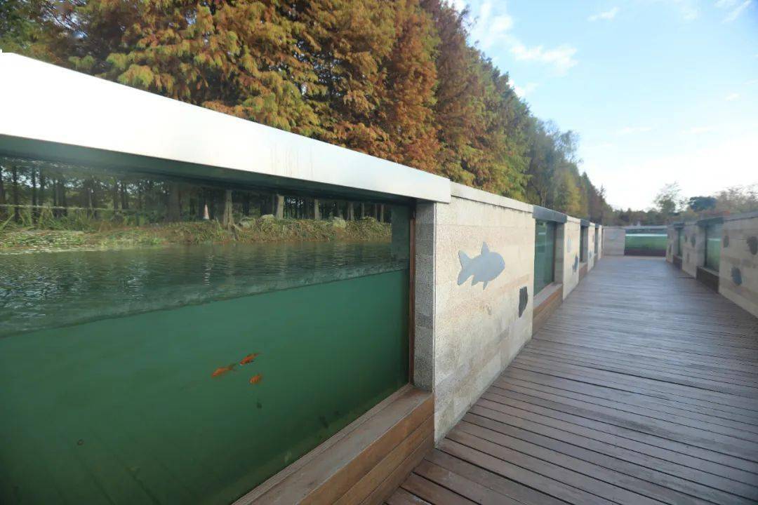 沉水廊道藏于林中的观鸟塔为游客提供观赏湿地的不同视角与不同的空间