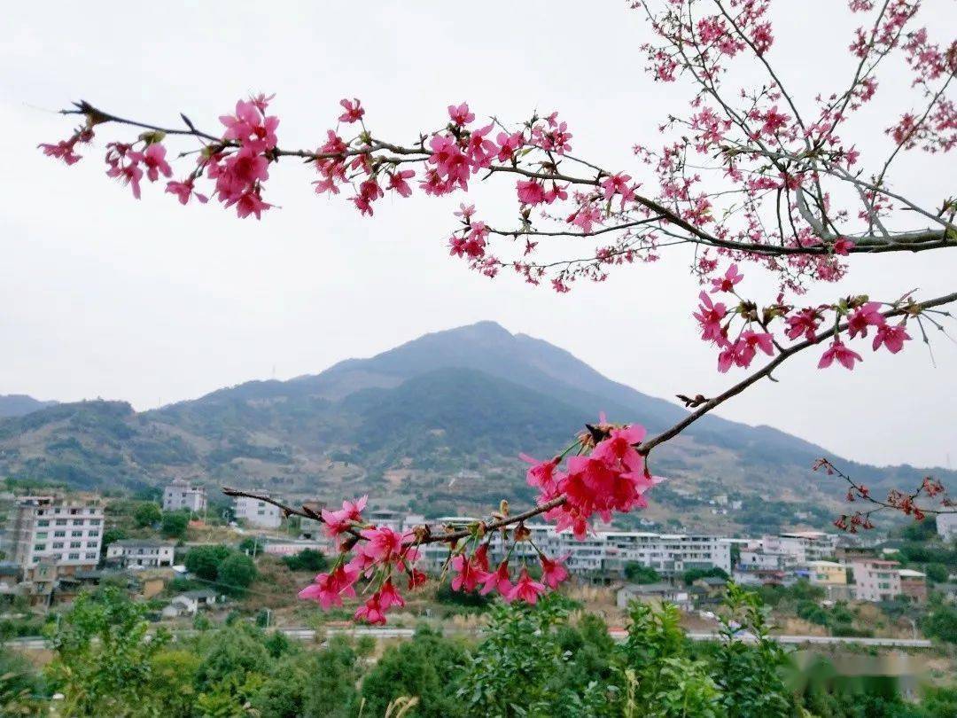 快来永春这个地方赏花啦 李花 山樱花 紫玉兰花三花齐开放 吾峰镇