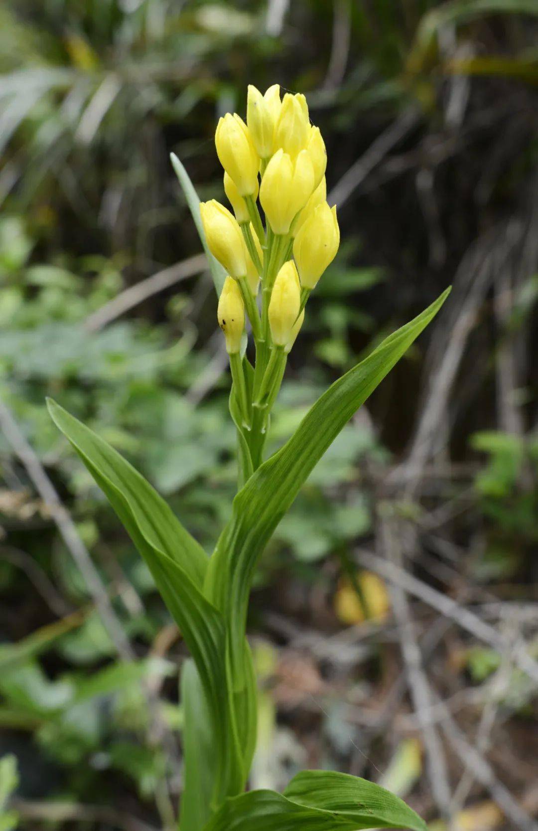 只有非常幸运的人,才能看到金佛山兰.野外激动人心的偶遇太多了.