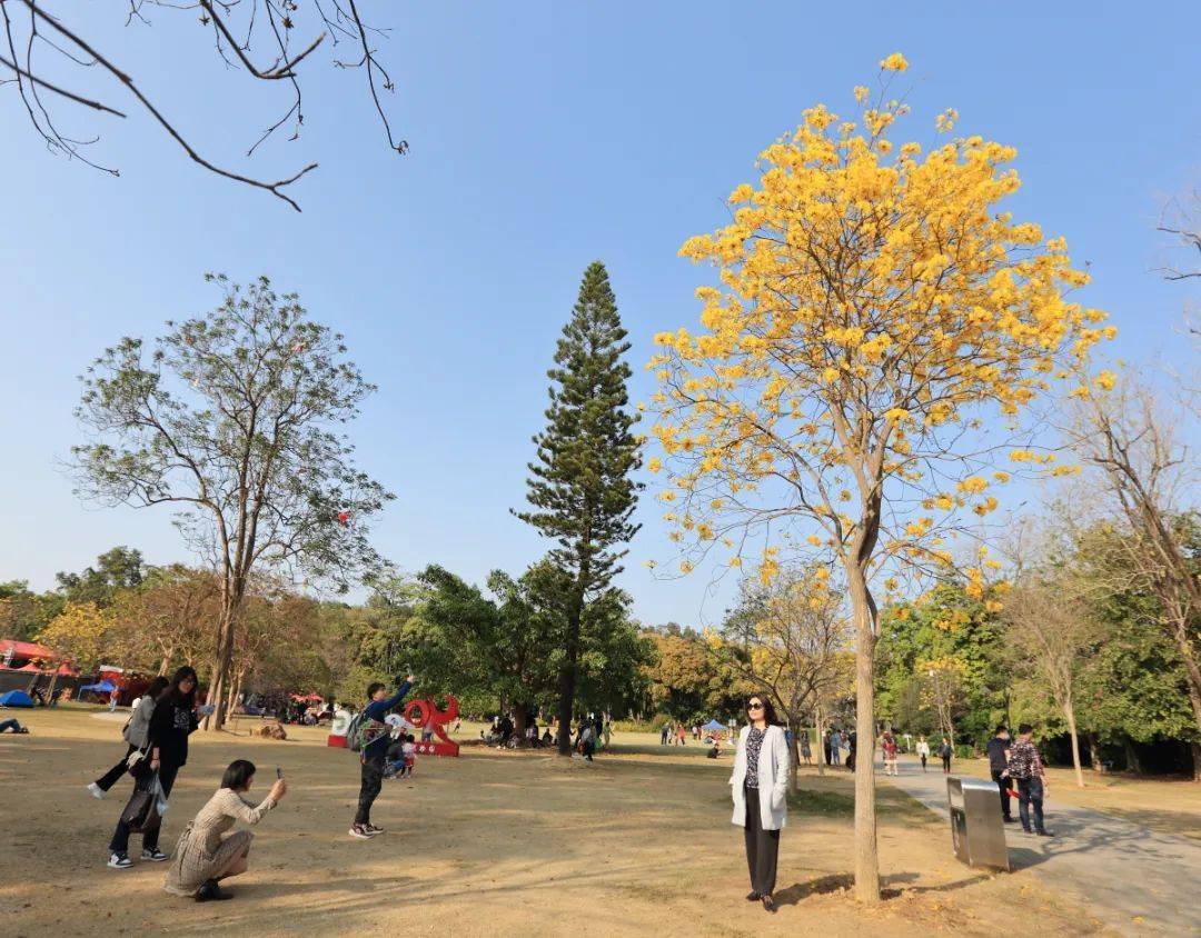 这黄黄粉粉,正是春天的颜色