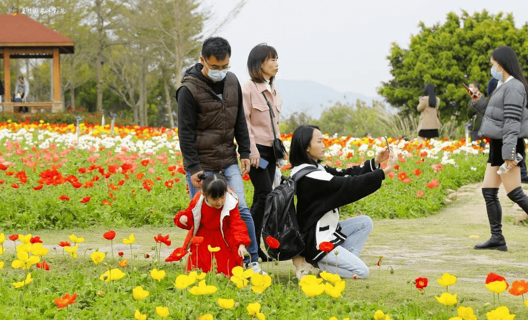 虞美人口碑_虞美人花(2)