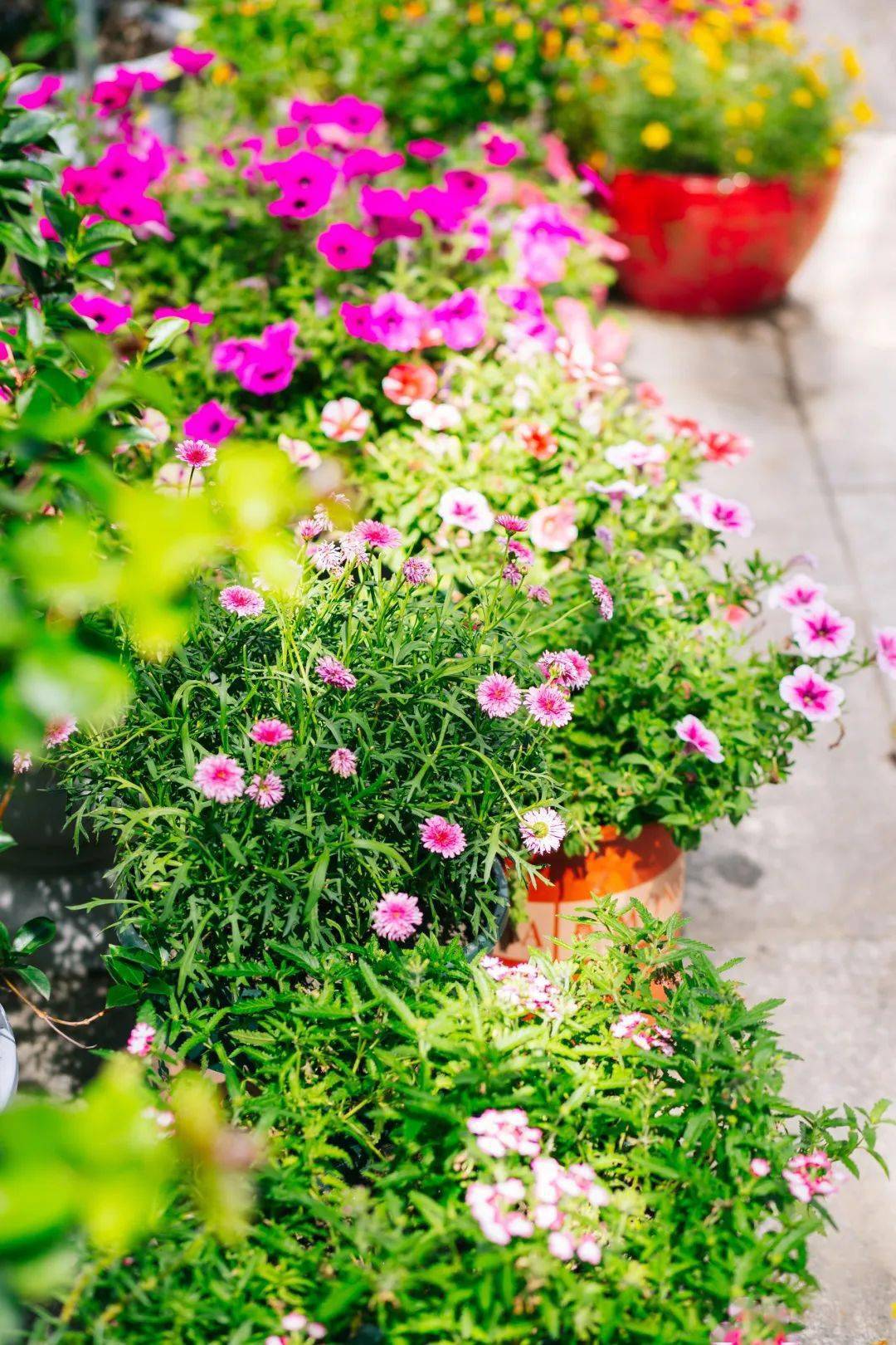 每一朵花中都藏着人们对春天的期待七都的春天花海缤纷,故事动人而你