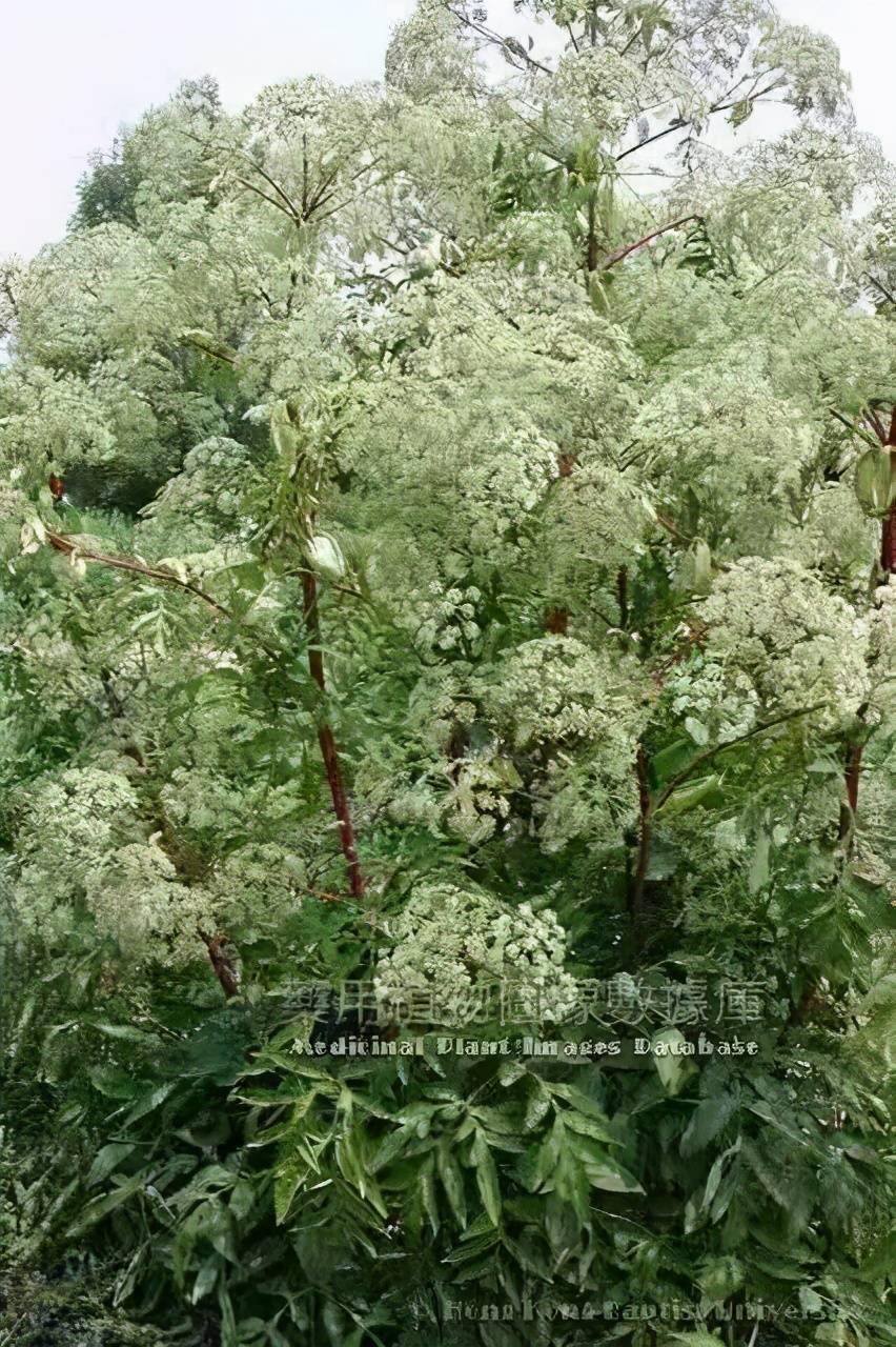 白芷植物圖(引用於香港浸會大學的中藥材圖像數據庫)民間偏方關於白芷