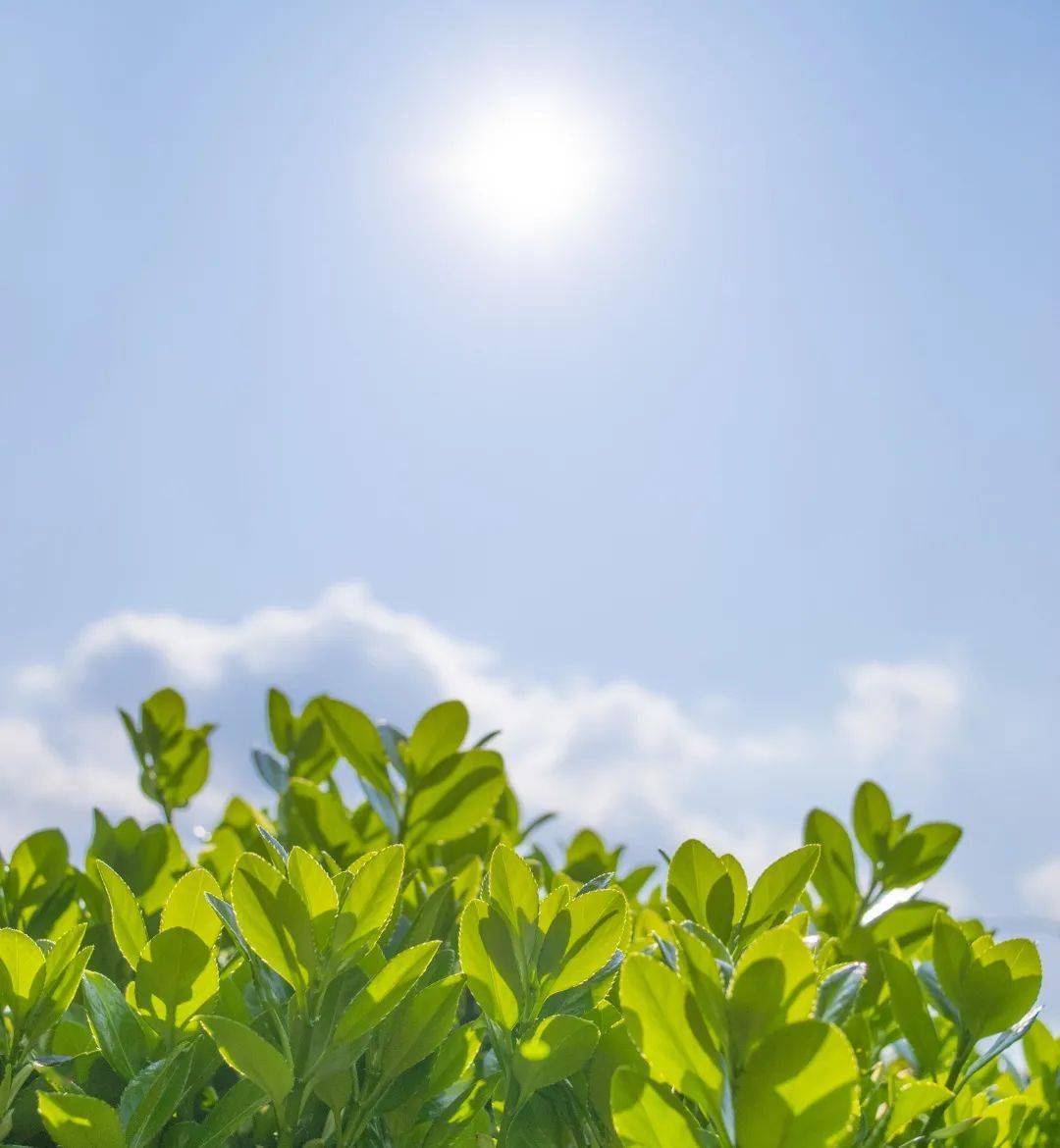 阳光明媚春意醉苗侗风情园美如画