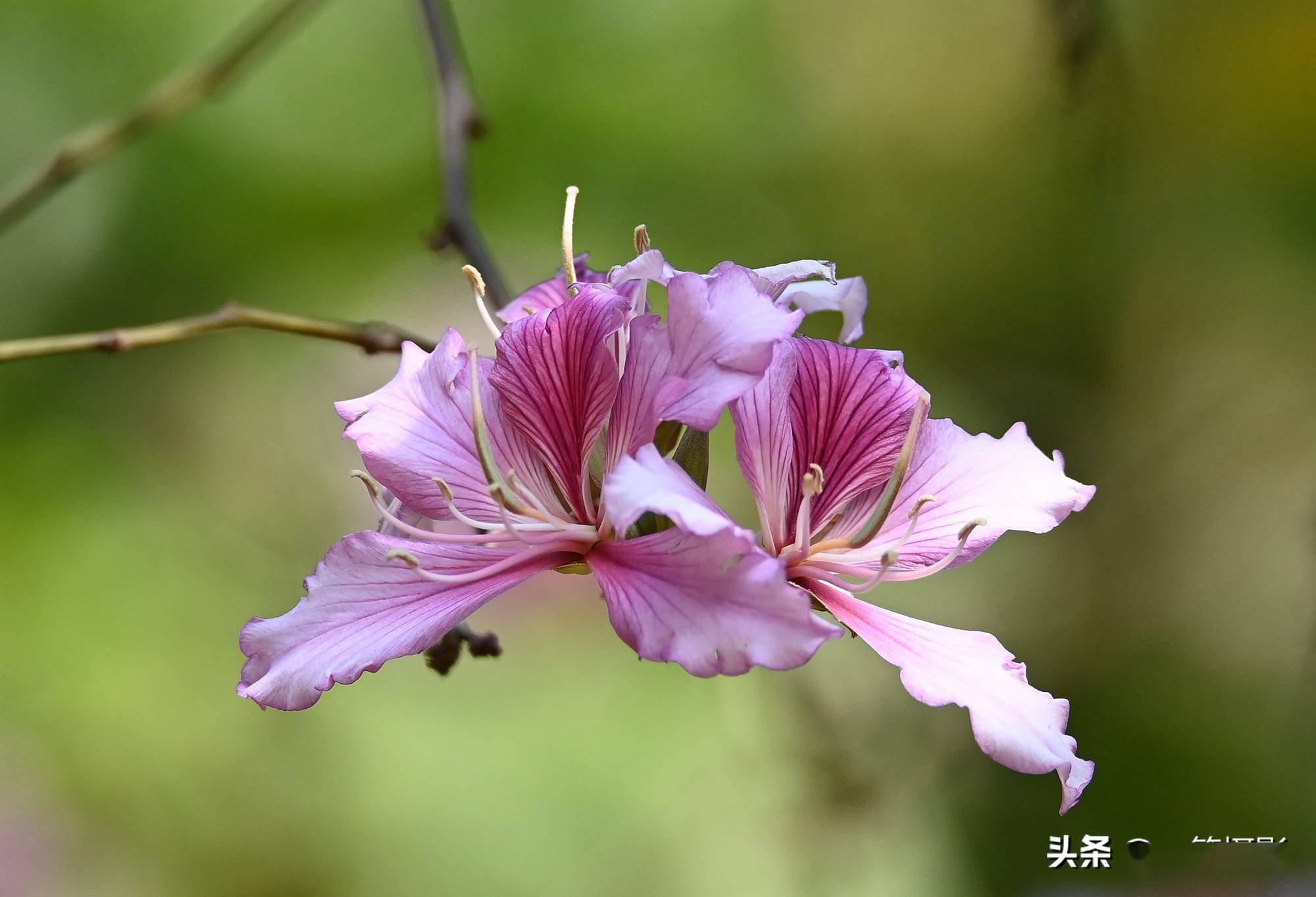 宫粉紫荆——适远观更耐近品