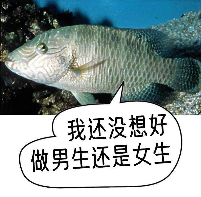 拿破崙魚:如何女生變男生,再走向巔峰