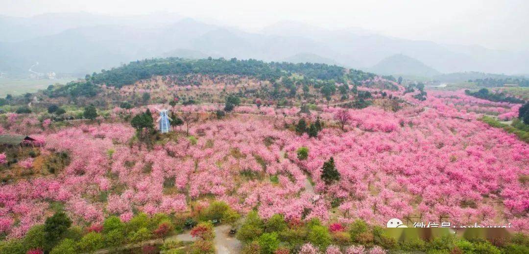 欣赏樱花热线湖南常宁田野绿世界百万樱花园168元