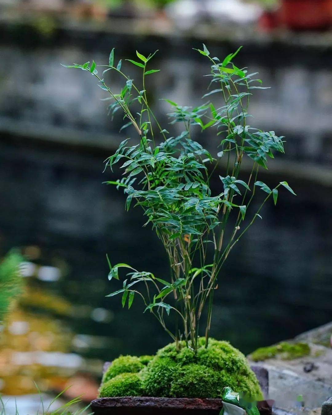 释贤竹简介图片