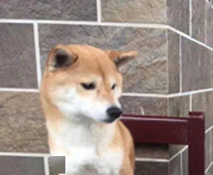 網友家的柴犬一直很囂張，直到它遇到了秋田... 萌趣萌寵 第4张