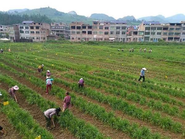 普定县鸡场坡镇抢抓农时全力开展春耕生产