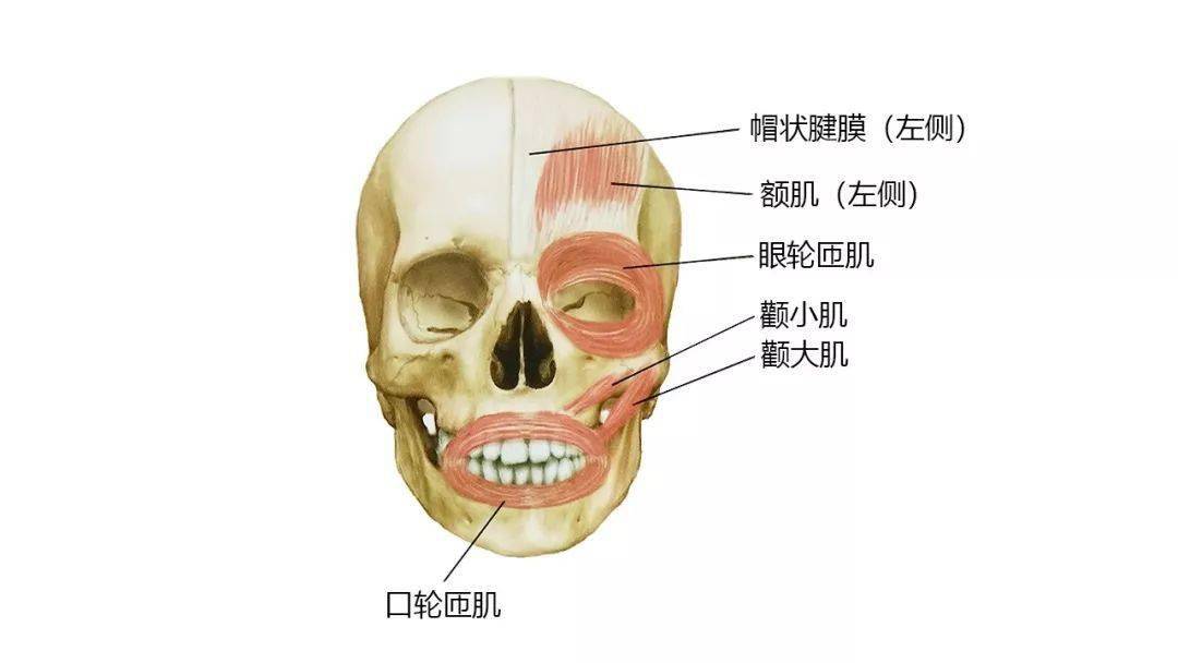 【收藏】27張高清解剖圖——頭,面,頸部骨骼及肌肉_頭部