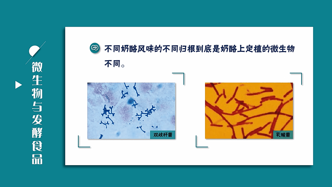想成为有趣又有料的生物学老师 微生物学在线课程免费学 教学