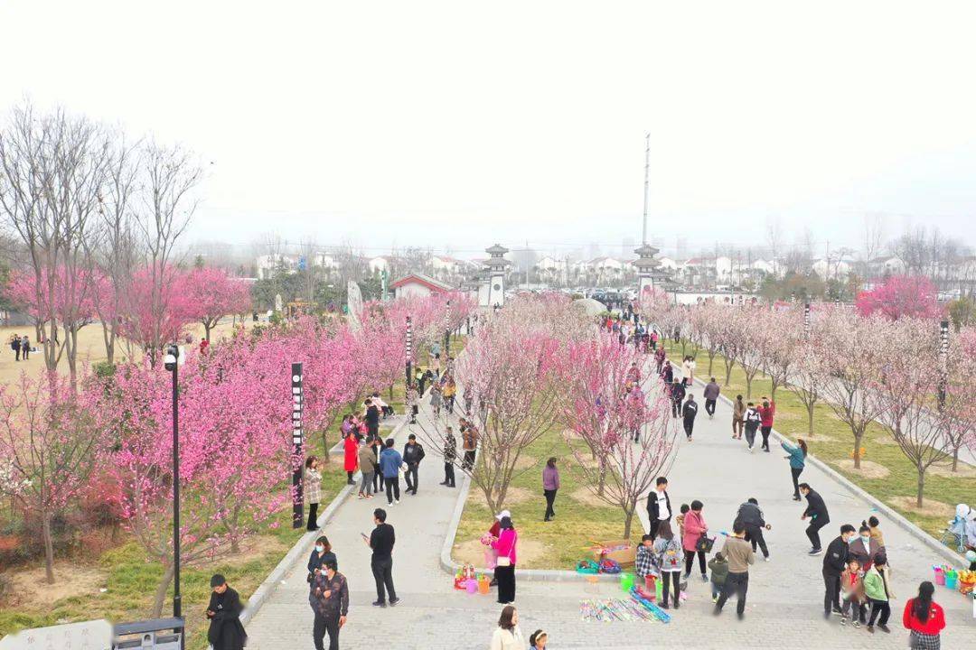 森林公园梅园淮阳新晋"网红"打卡地——你是不是难捺不住想出门春游的