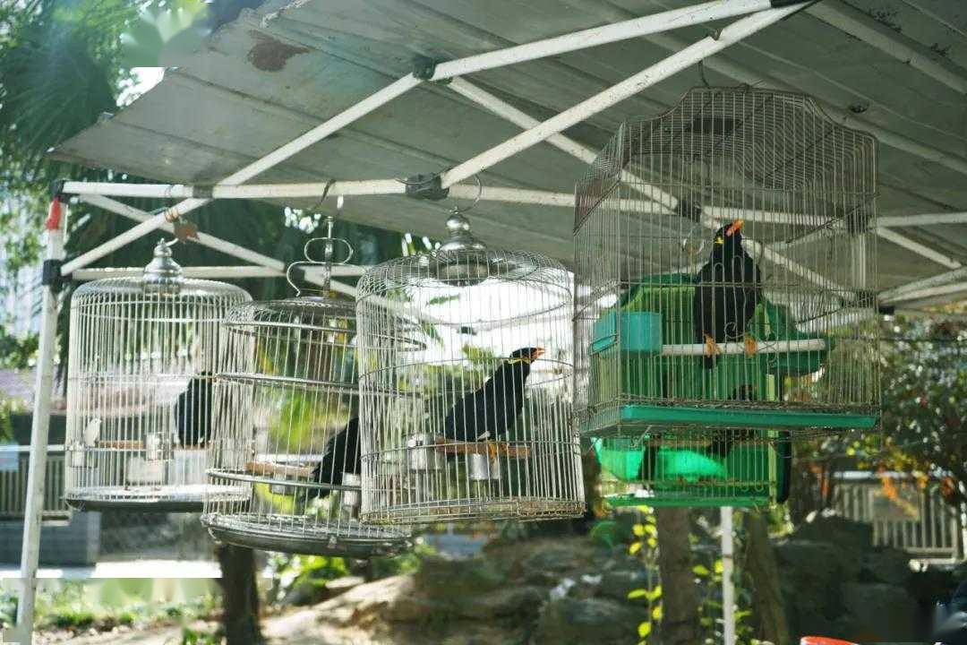 六安84岁老爷爷独守的人民公园老动物园记得再回去看看