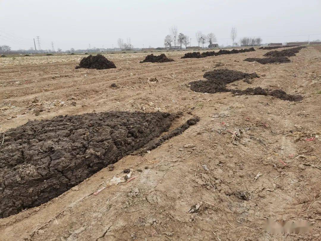 怀山药记2021垆土地的加油包