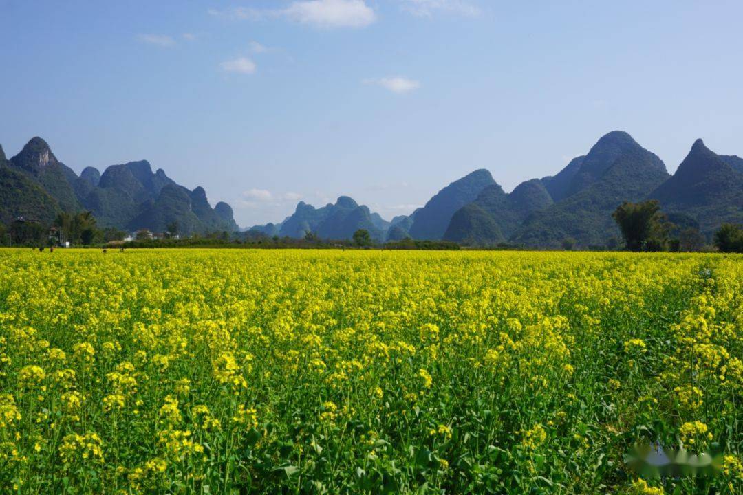 6.9號發團平南北帝山,陽朔遇龍河油菜花純玩汽車二日遊_廣西