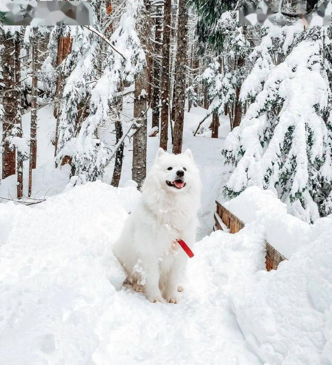 萨摩犬疑似被困雪地中全身被雪覆盖可怜但又可爱