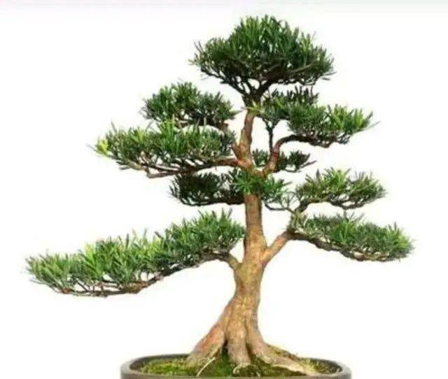 春到了罗汉松要想美做对这些很重要