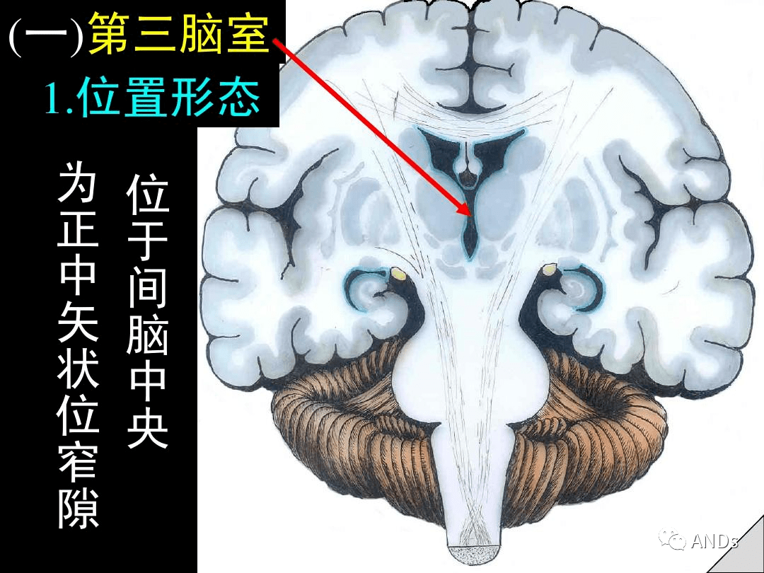 高清解剖:腦室/腦池/腦膜