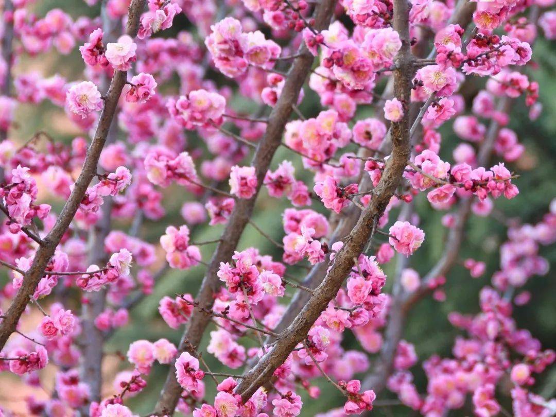 賞花季梅花盛開二月天長葛如詩盡芳華