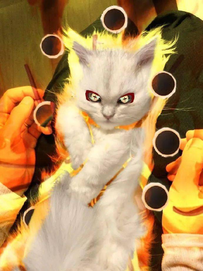 超级赛亚猫,感受一下猫咪的力量吧