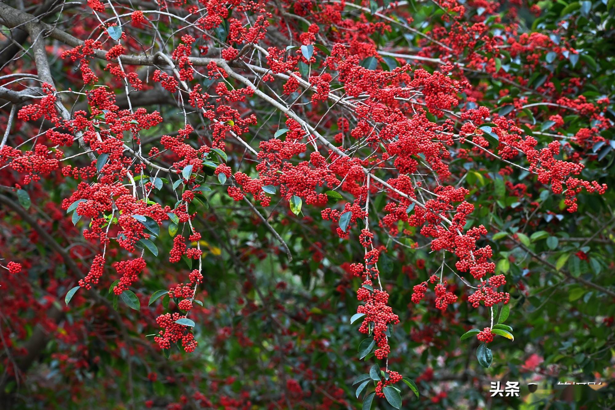 牛年里的冬青籽