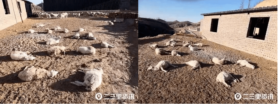 榆林：俩村民家中64只羊被咬死_张亚军