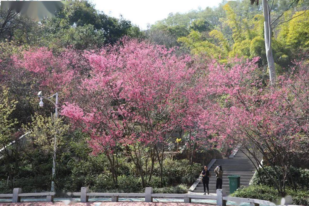 樱花谷提醒紫云岩上的樱花一般在立春后一星期或半个月之内开放,花期