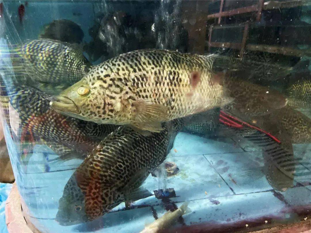 一网打尽中国顶级鱼类看看你认识多少