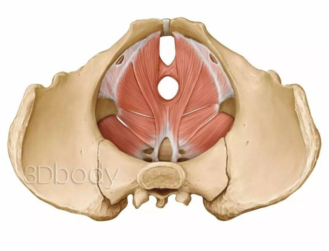 学习盆底肌的重要性