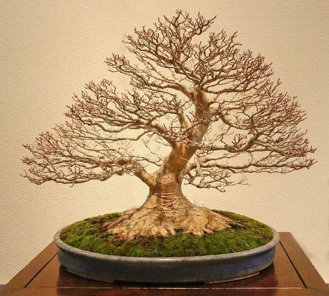 国外盆景展会精品欣赏