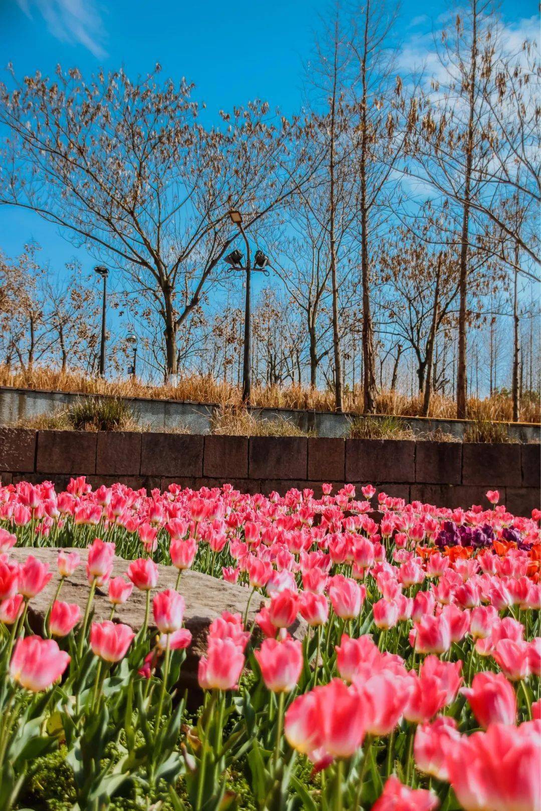 婺州公园郁金香图片