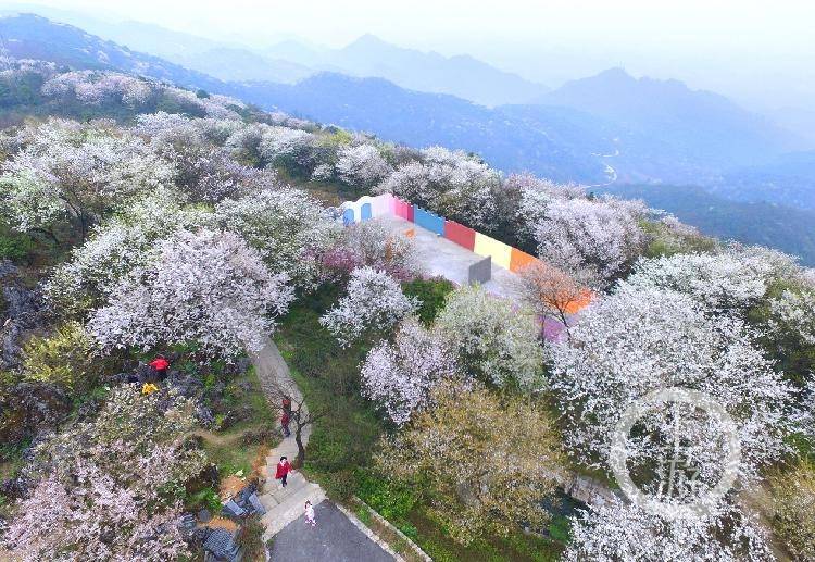 渝北大盛万亩野樱花提前盛放 赏花+乡村旅游让这个藏在深山的乡村越来越兴旺