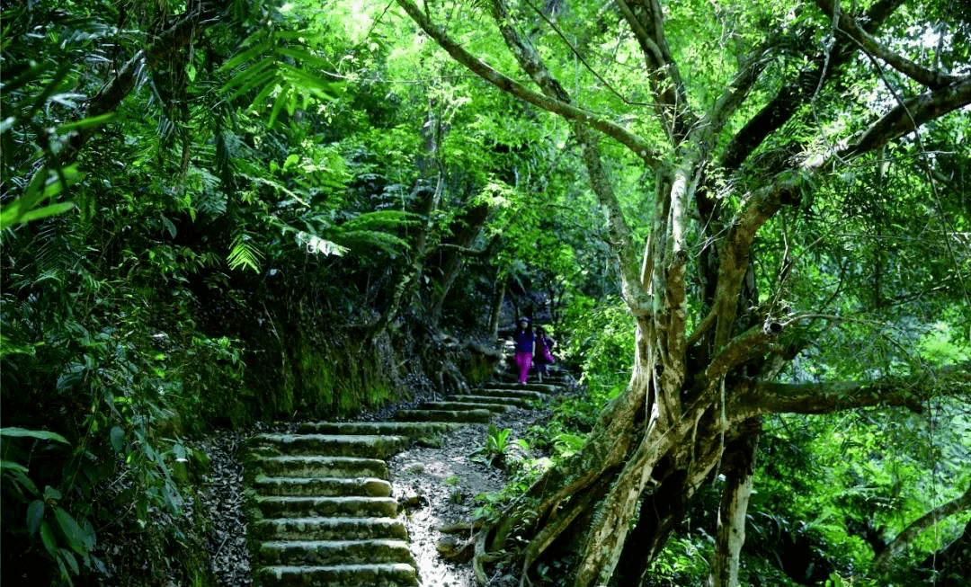 五指山全力推进海南热带雨林国家公园生态搬迁项目