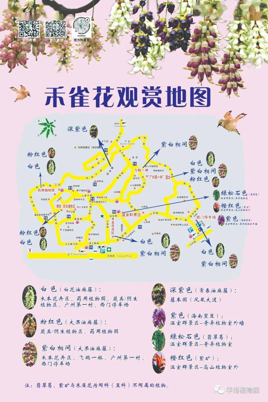 华南植物园禾雀花本周末盛开 赏花攻略来了 开花