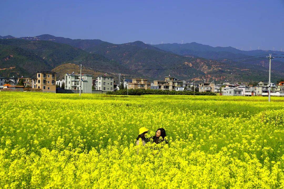 弥渡城区附近油菜花海拍摄地点推荐:弥城镇龙华村,新街镇西庄村,果河