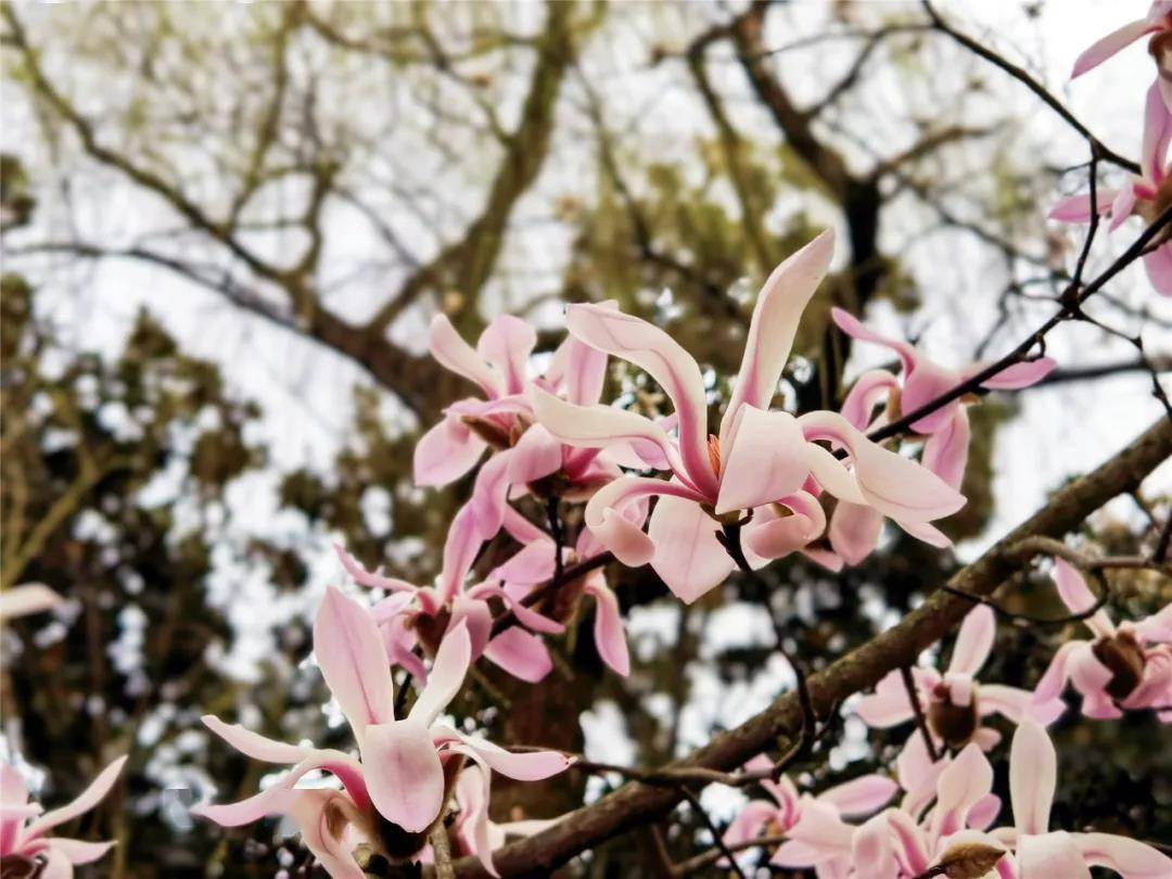 近百种草花次第绽放，上海共青森林公园进入春季赏花季