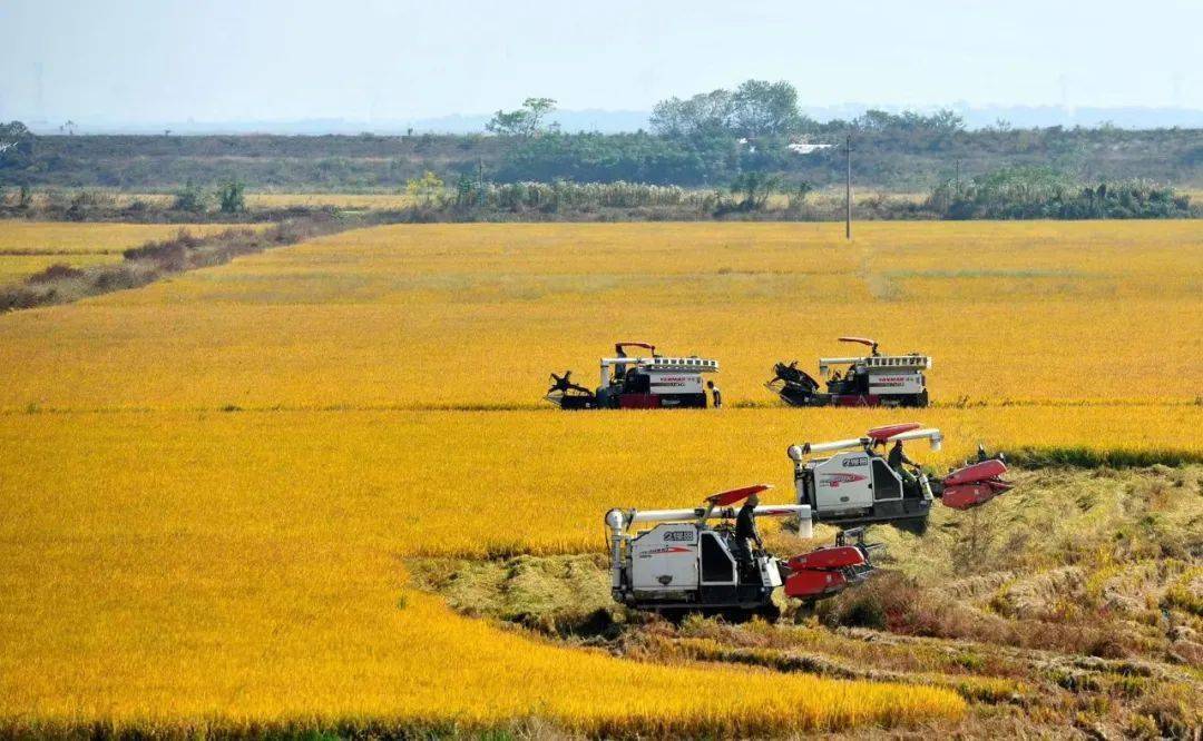 【乡村振兴】坚定发展信心 实现乡村振兴_蒋巷镇