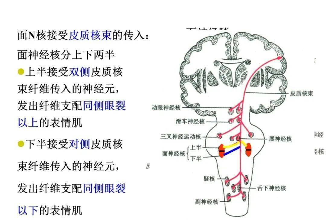 脑干腹面图片