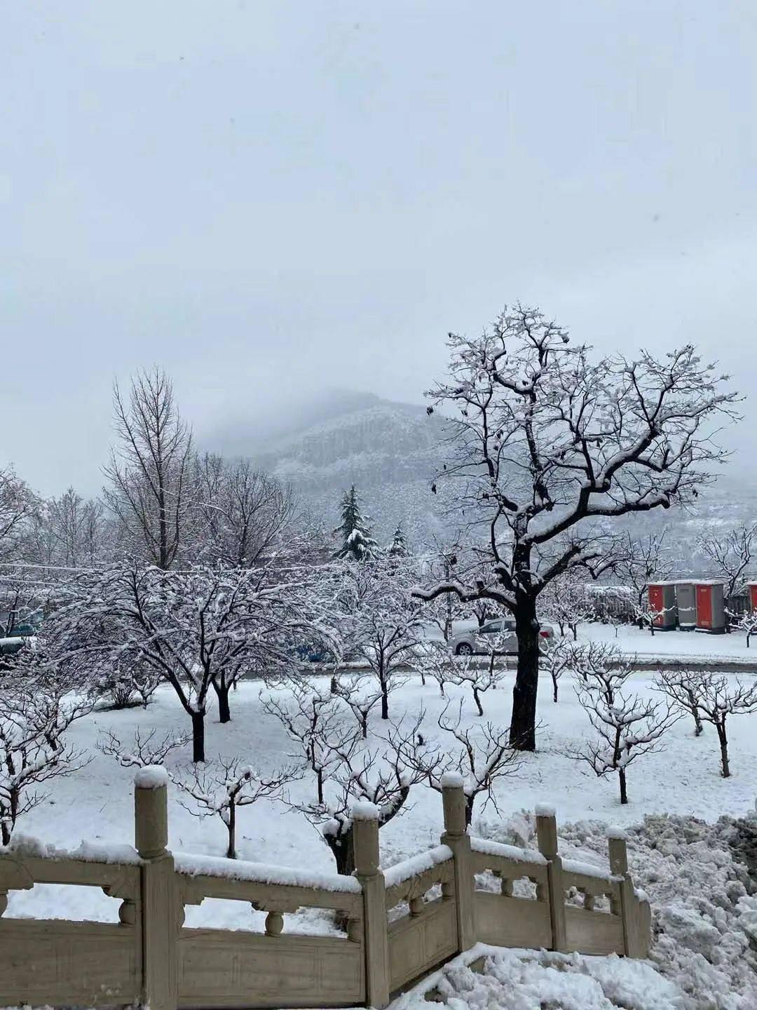 来了!青州第一场春雪来了……_雪景