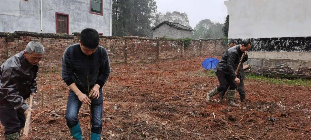 67永新:雨天種下黃桃樹 綠化糧管所環境_臺嶺鄉