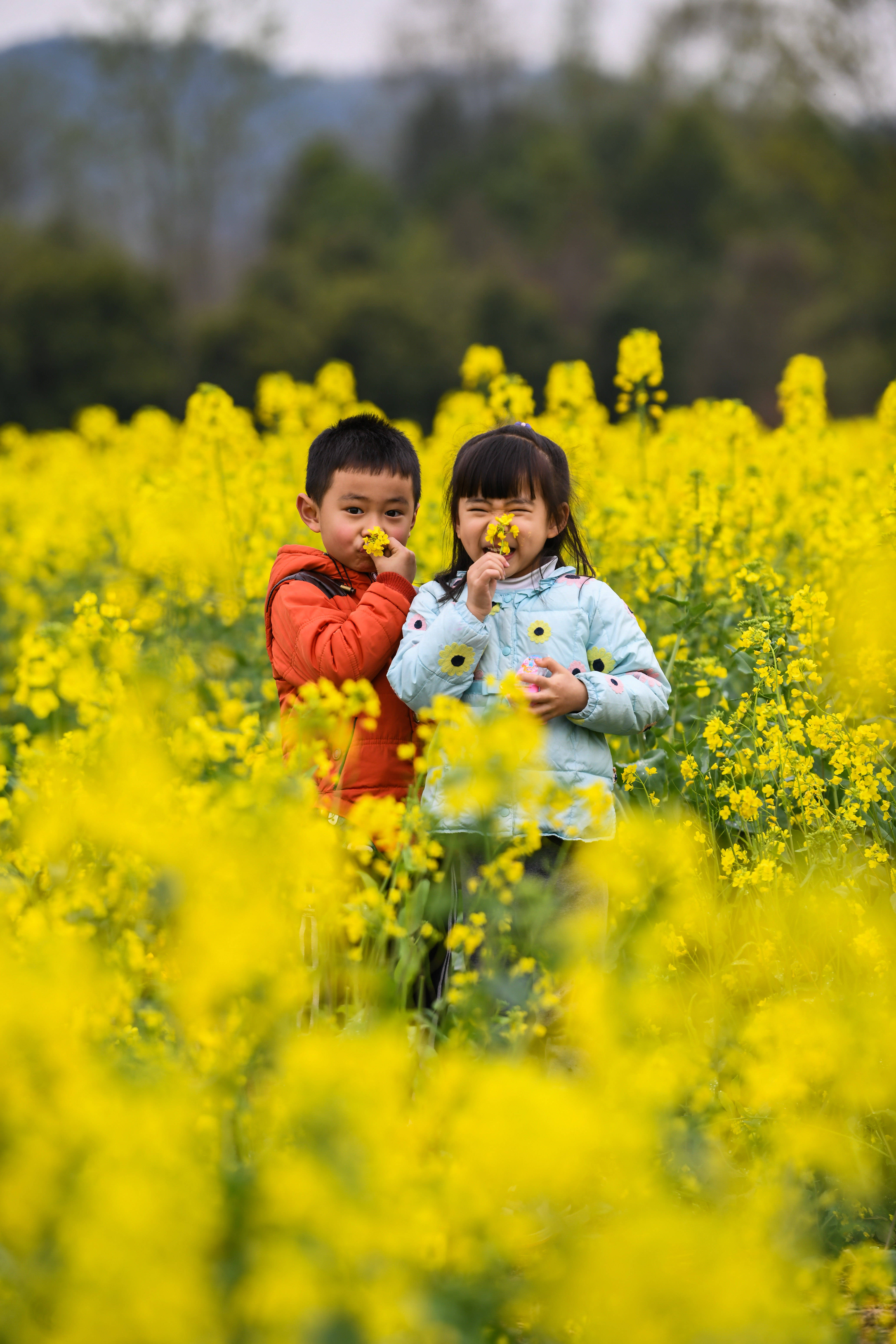 四川崇州油菜花开乡村如画