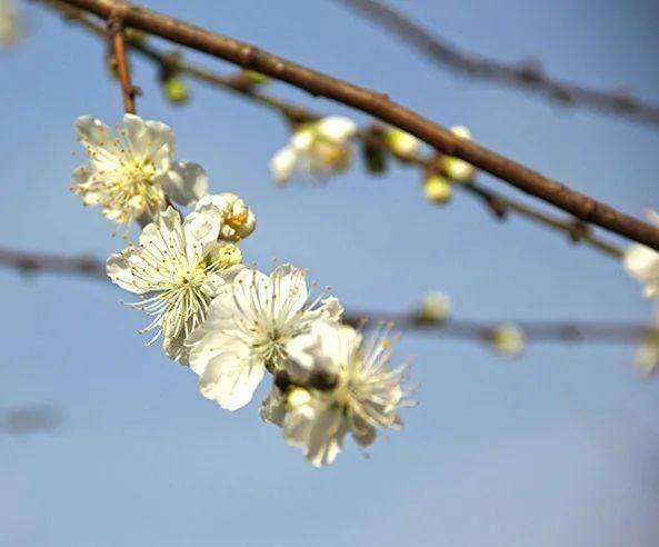 【探索】申城桃花提前初绽，预计3月上中旬进入盛花期