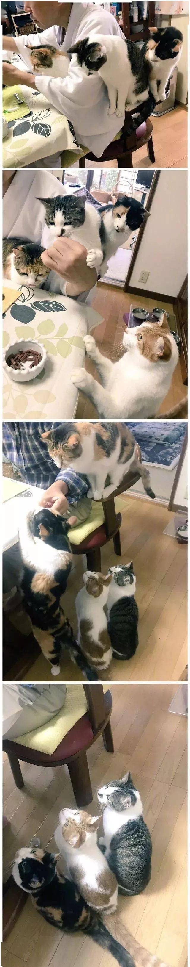 日本一寺院收養四隻貓以後，住持就每天沉迷擼貓！ 萌趣萌寵 第5张