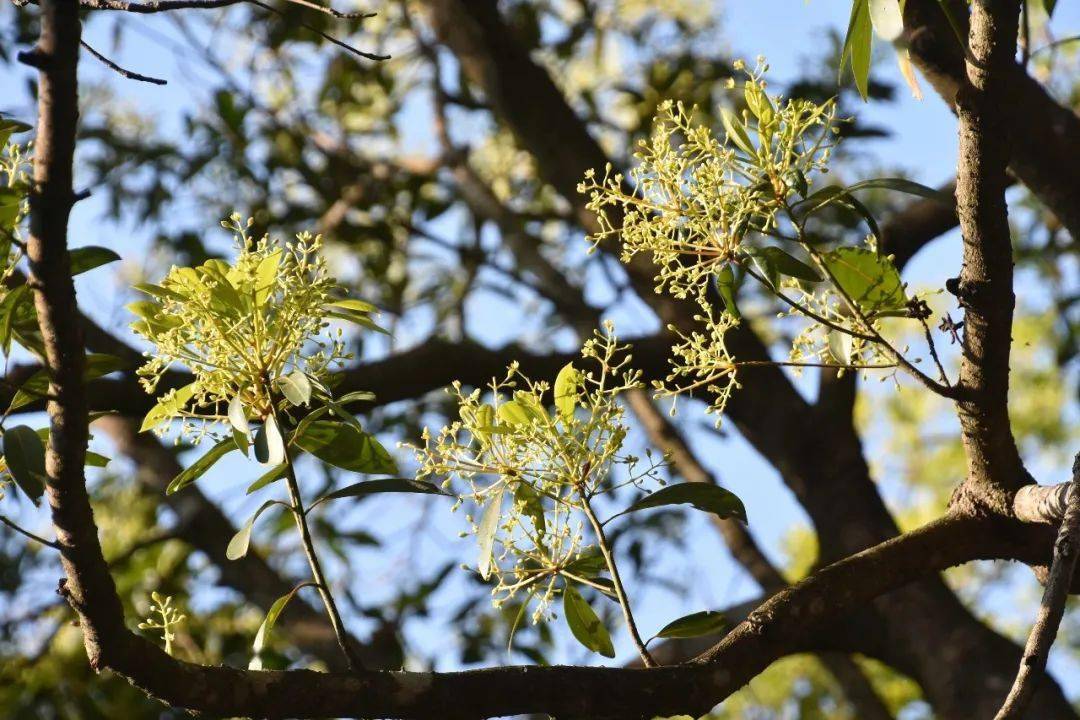 华南地区面积最大清溪森林公园的润楠花海迎来最佳观赏期