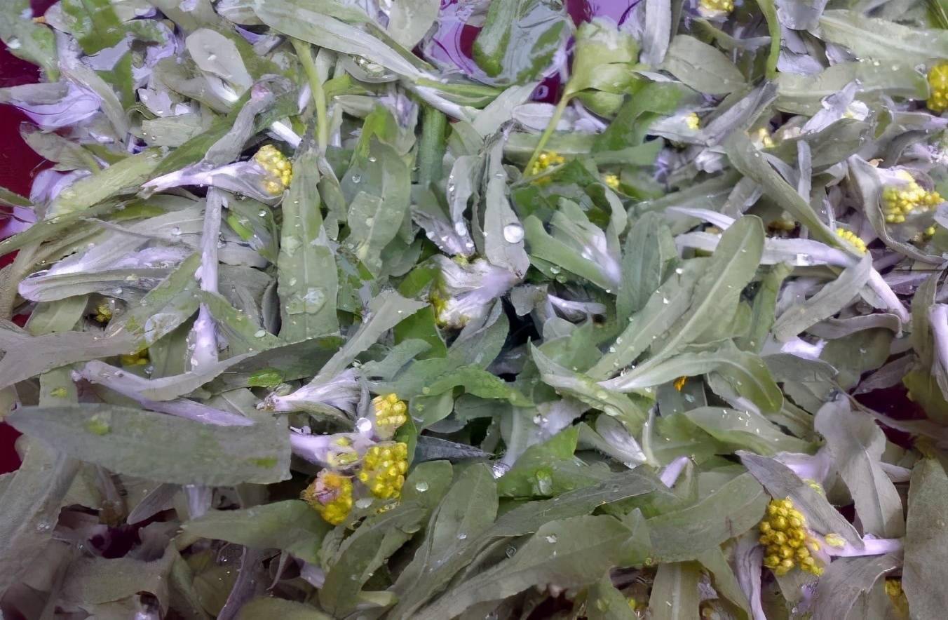 马屎寒猪鼻孔四川人给野菜取名真是太奇葩了