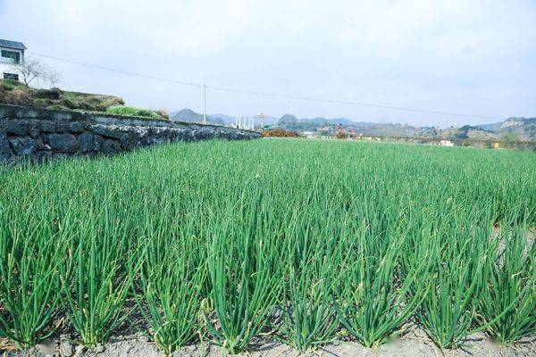 花溪黔陶:因地制宜种香葱 拓宽群众致富路_种植