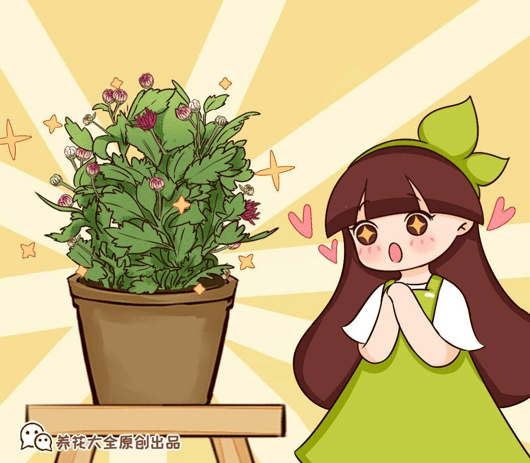 姬小菊的养护技巧 学会这几点 一年四季花开不断 开花
