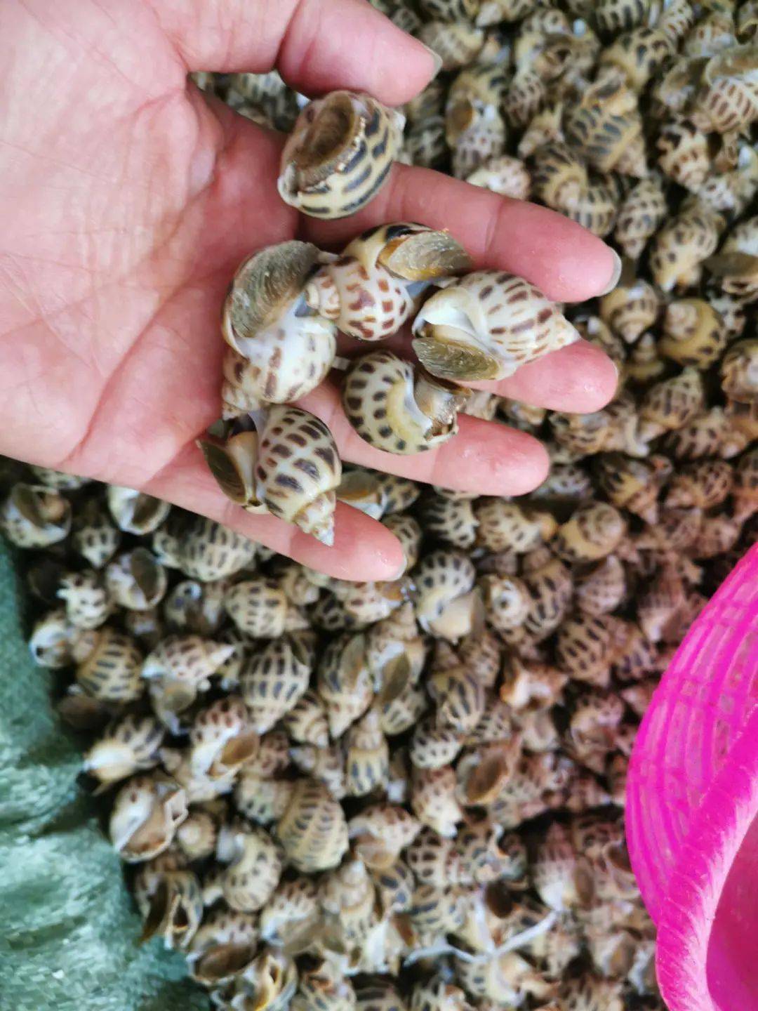 致富新宠东风螺养殖要注意这几个要点稳收高产很关键